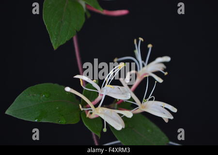 Geißblatt, Efeu, Blumen, duftende Blüten, duftend, aromatisch, zarte Blume, Frieden, Liebe, Natur, Garten, Blume, Garten, Ivy Stockfoto