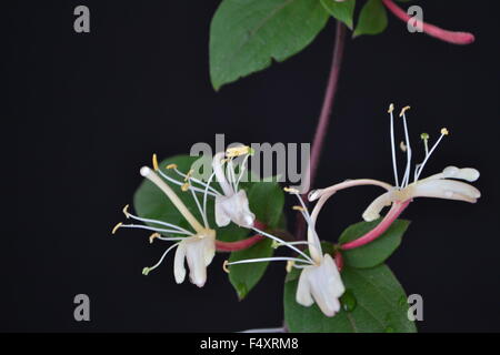 Geißblatt, Efeu, Blumen, duftende Blüten, duftend, aromatisch, zarte Blume, Frieden, Liebe, Natur, Garten, Blume, Garten, Ivy Stockfoto