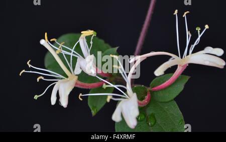 Geißblatt, Efeu, Blumen, duftende Blüten, duftend, aromatisch, zarte Blume, Frieden, Liebe Stockfoto