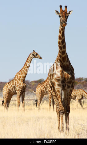 Namibischen Tierwelt, Etosha Park, Trockenzeit Stockfoto