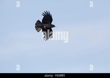 Alpenkrähe; Pyrrhocorax Pyrrhocorax Single im Flug; Anglesey; UK Stockfoto