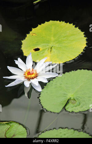 Weiße Seerose im Teich in Kew botanischen Gärten in London, England Stockfoto