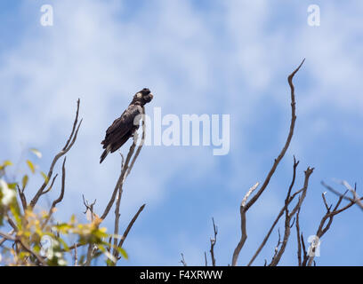 Carnaby black Cockatoo (Calyptorhynchus Latirostris), Westen Australien. Stockfoto