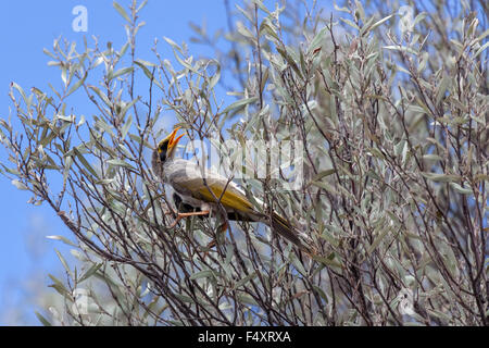 Gelb-throated Miner (Manorina Flavigula) ist eine Art der Honigfresser, ursprünglich aus Australien. Stockfoto