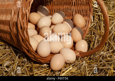 ein Großteil der Menge an Eiern Land auf Stroh in Korb Stockfoto