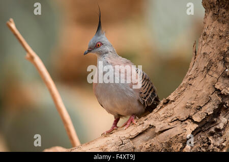 Crested Taube; Ocyphaps Lophotes Single; In Gefangenschaft; UK Stockfoto