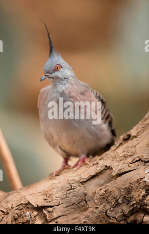Crested Taube; Ocyphaps Lophotes Single; In Gefangenschaft; UK Stockfoto