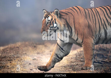 RIESIGE TIGER! Ein großer Tiger bedeckt in Nebel! Stockfoto