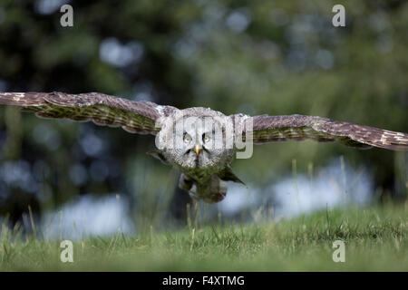 Bartkauz; Strix Nebulosa Single; im Flug; UK Stockfoto