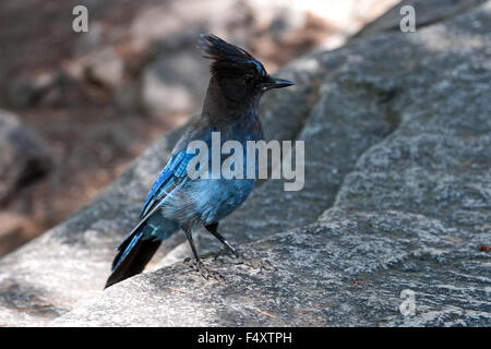 Steller's Jay (Cyanocitta Stelleri), Yosemite-Nationalpark, USA Stockfoto