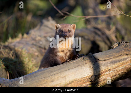 Baummarder; Martes Martes Single; UK Stockfoto