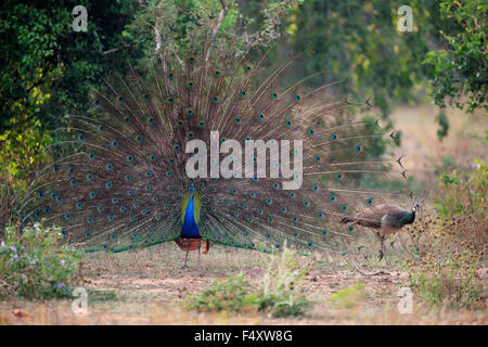 Indischen Pfauen oder blaue Pfauen (Pavo Cristatus), Erwachsene Pfau Federn, Balz, paar, Pfauenhennen zu verbreiten Stockfoto