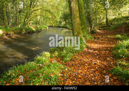 Fluss Camel; Schale Holz Bodmin; Cornwall; UK Stockfoto