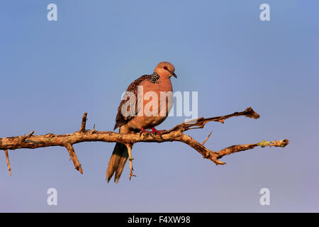 Gefleckte Taube (Streptopelia Chinensis Ceylonensis), Erwachsene, auf einem Ast, Bundala Nationalpark, Sri Lanka Stockfoto