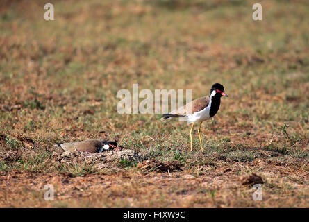 Rot-Flecht-Kiebitz (Vanellus Indicus), paar Grübeln, Bundala Nationalpark, Sri Lanka Stockfoto