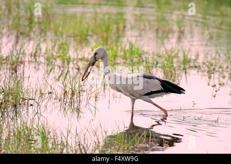 Asiatischer Openbill (Anastomus Oscitans), Erwachsene, Nahrungssuche, läuft im Wasser, mit der Beute im Schnabel, Bundala Nationalpark Stockfoto