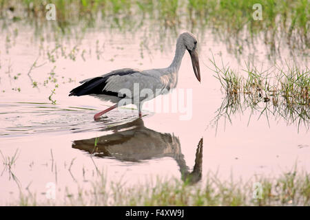 Asiatischer Openbill (Anastomus Oscitans), Erwachsene, Nahrungssuche, laufen im Wasser, Bundala Nationalpark, Sri Lanka Stockfoto