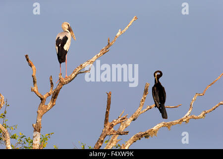 Asiatischer Openbill (Anastomus Oscitans) und orientalische Darter (Anhinga Melanogaster), Erwachsene, sitzt auf einem trockenen Baum Stockfoto