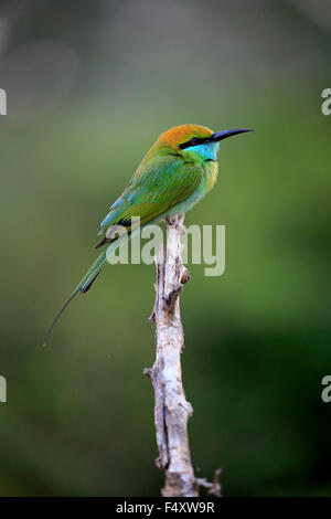 Grüne Bienenfresser (Merops Orientalis Ceylonicus), Erwachsene, sitzt auf einem Ast, auf der Suche, Bundala Nationalpark, Sri Lanka Stockfoto