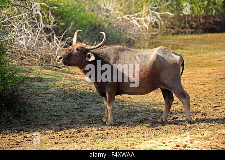 Wilde Wasserbüffel (Bubalus Arnee), erwachsenes Weibchen, Yala-Nationalpark, Sri Lanka Stockfoto