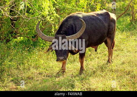 Wilde Wasserbüffel (Bubalus Arnee), Männchen, Yala-Nationalpark, Sri Lanka Stockfoto