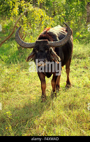 Wilde Wasserbüffel (Bubalus Arnee), Männchen, Yala-Nationalpark, Sri Lanka Stockfoto