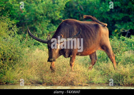 Wilde Wasserbüffel (Bubalus Arnee), Männchen, Yala-Nationalpark, Sri Lanka Stockfoto