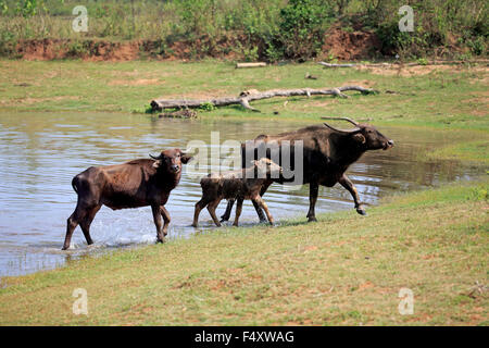 Wilde Wasserbüffel (Bubalus Arnee), weibliches Kalb am Wasser, Udawalawe National Park, Sri Lanka Stockfoto