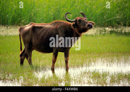Wasserbüffel (beispielsweise beispielsweise), Erwachsene Frau, stehend im flachen Wasser, Bundala Nationalpark, Sri Lanka Stockfoto