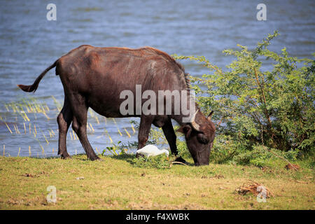 Wasserbüffel (beispielsweise beispielsweise), Erwachsene, Essen am Wasser, Kuhreiher (Bubulcus Ibis), Bundala Nationalpark, Sri Lanka Stockfoto