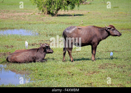 Wasserbüffel (beispielsweise beispielsweise), zwei juvenile Kälber mit Kuhreiher (Bubulcus Ibis), Bundala Nationalpark, Sri Lanka Stockfoto