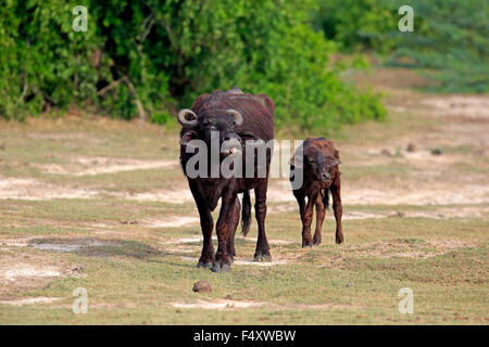 Wasserbüffel (beispielsweise beispielsweise), Mutter mit Kalb, Bundala Nationalpark, Sri Lanka Stockfoto