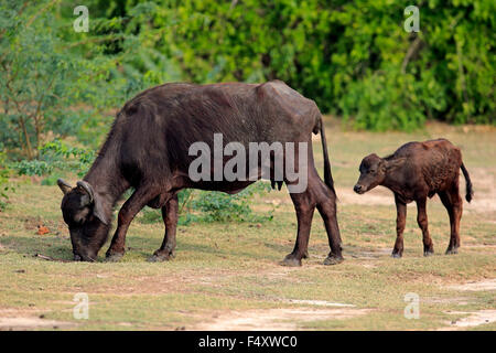 Wasserbüffel (beispielsweise beispielsweise), Mutter mit Kalb, Essen, Bundala Nationalpark, Sri Lanka Stockfoto