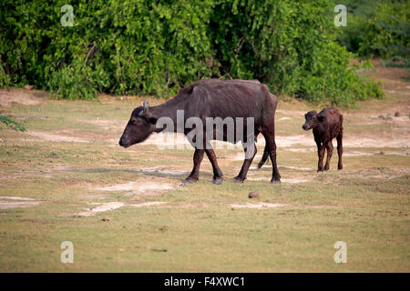 Wasserbüffel (beispielsweise beispielsweise), Mutter mit Kalb, Bundala Nationalpark, Sri Lanka Stockfoto