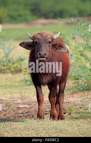 Wasserbüffel (beispielsweise beispielsweise) Kalb, Bundala Nationalpark, Sri Lanka Stockfoto