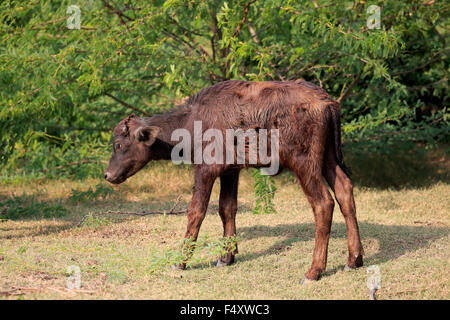 Wasserbüffel (beispielsweise beispielsweise) Kalb, Bundala Nationalpark, Sri Lanka Stockfoto