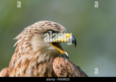 Rotmilan (Milvus Milvus), Gefangenschaft, Porträt, Eifel, Deutschland Stockfoto