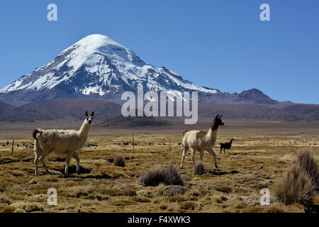 Lamas (lama glama) vor der Nevado sajama Vulkan Sajama Nationalpark, Bolivien Stockfoto