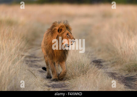 Löwe (Panthera Leo), Männlich, Weg zu gehen, Morgenlicht, Masai Mara, Narok County, Kenia Stockfoto