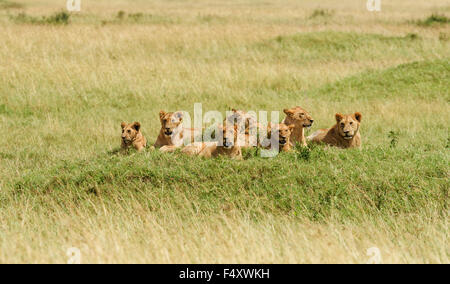 Stolz der Löwen (Panthera Leo) liegen auf Narok County Hügel, Masai Mara, Kenia Stockfoto