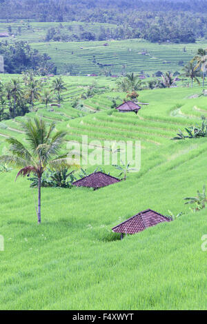 Die berühmten Reisterrassen von Jatiluwih, Bali, Indonesien Stockfoto