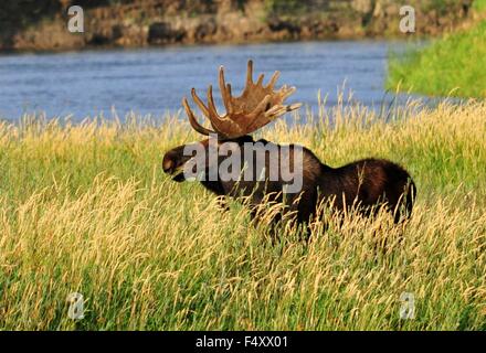 Ein Stier Elch Essen Coyote Weide entlang des Green River im Seedskadee National Wildlife Refuge 25. August 2015 im Sweetwater County, Wyoming. Stockfoto