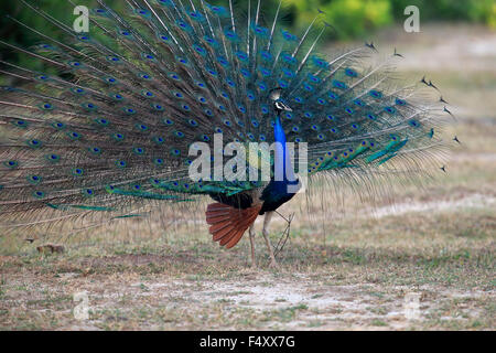 Indischen Pfauen oder blaue Pfauen (Pavo Cristatus), Erwachsene Pfau Verbreitung Federn, Balz, Bundala Nationalpark Stockfoto