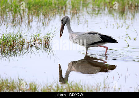 Asiatischer Openbill (Anastomus Oscitans), Erwachsene, Nahrungssuche, laufen im Wasser, Bundala Nationalpark, Sri Lanka Stockfoto