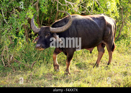 Wilde Wasserbüffel (Bubalus Arnee), Männchen, Yala-Nationalpark, Sri Lanka Stockfoto