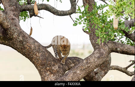 Leopard (Panthera Pardus), männliche Klettern Wurst Baum (Kigelia Africana), Masai Mara, Narok County, Kenia Stockfoto