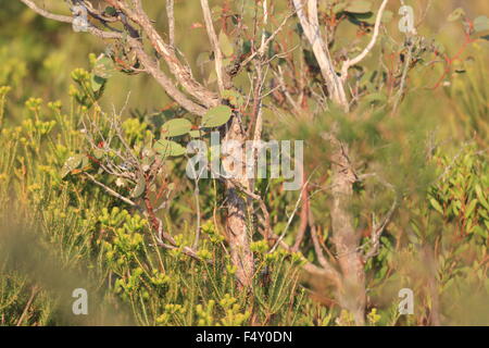 Südlichen WWU-Zaunkönig (Stipiturus Malachurus) im Royal National Park, Australien Stockfoto