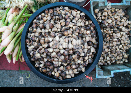 Ein frisches Dreiecksmuscheln Fisch zum Verkauf an den lokalen Markt Sonntagsmarkt, Fokus auf das Zentrum Herzmuscheln und flachen DOF gerichtet. Stockfoto