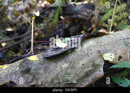 Sztutowo 24. Okt. 2015 Hunderte von Schuhen und Kleidungsstücken wurden im Wald in der Nähe von ehemaligen deutschen Konzentrationslager Stutthof in Sztutowo, Nordpolen gefunden. Die Elemente werden geglaubt, um Lagerinsassen gehört haben. In der Regel wurden neue Häftlinge von Konzentrationslagern ihrer Kleidung und ihres Besitzes bei der Ankunft gestrippt. Etwa 65.000 Insassen starben im Vernichtungslager Stutthof fungierte von September 1939 bis Mai 1945. Bildnachweis: Michal Fludra/Alamy Live-Nachrichten Stockfoto