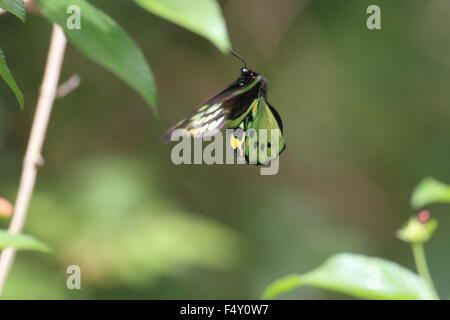 Cairns Birdwing Schmetterling (Ornithoptera Euphorion) in Cairns Stockfoto